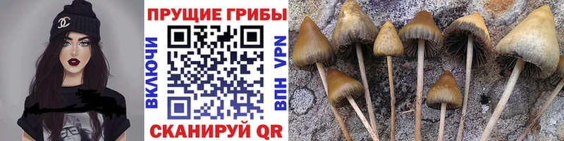 Галлюциногенные грибы мицелий  Купить где  Дно 
